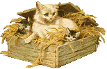 Appel aux dons asso "chats du Hazard" 3657981971