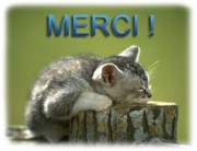 Urgence pour 8 chats de l'Ecole Du Chat Libre de Poitiers (86) 506137735